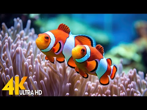 Aquarium 4K VIDEO (ULTRA HD) 🐠 Beautiful Coral Reef Fish - Relaxing Sleep Meditation Music #111