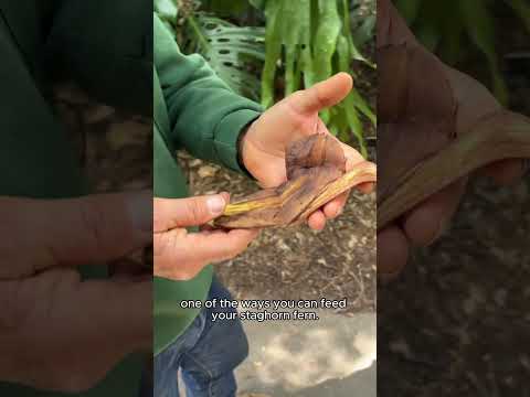 Feeding Our Staghorn Fern