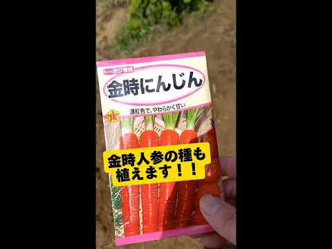 カラフル人参の種植えます！#vlog#次回予告#人参#種#家庭菜園#畑#農業