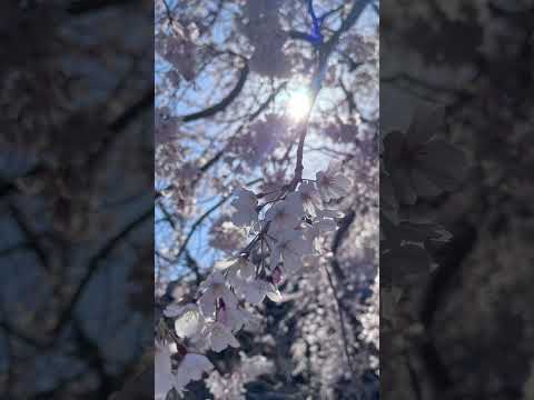 鎌倉の桜🌸 本覚寺の枝垂れ桜は満開です✨　鶴岡八幡宮 段葛の桜は咲きはじめました✨　#鎌倉 #鎌倉散歩 #桜 #花見 #鶴岡八幡宮 #鎌倉散歩 #湘南 #kamakura #japan