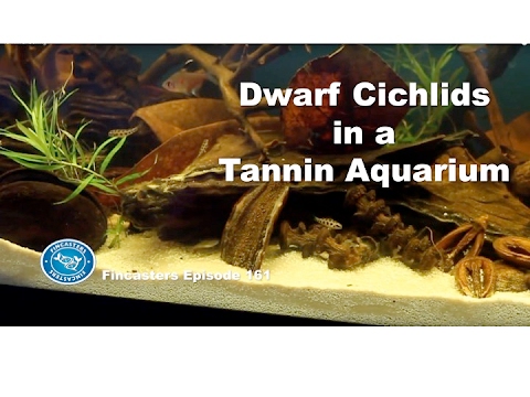 Dwarf Cichlids in a Tannin Aquarium   Fincasters Episode 161