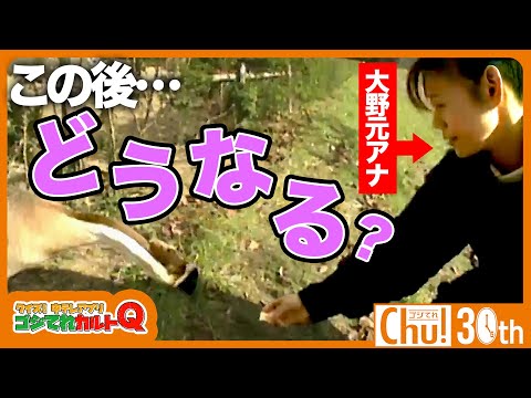 【予測不能！？】ガチョウがとった行動がヤバすぎた…【ゴジてれ30th】