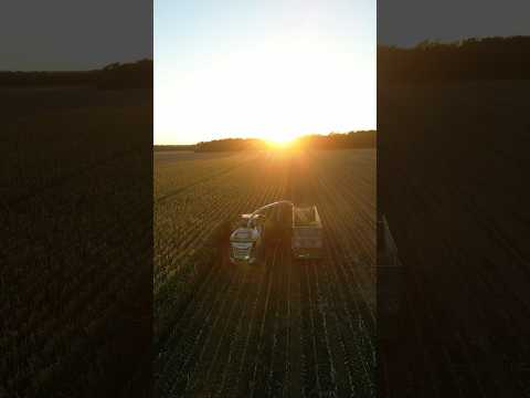 Maisernte, let’s gooo🥳🌽 #2024 #fendt #farming #landwirtschaft #mais #harvest #agriculture #viral