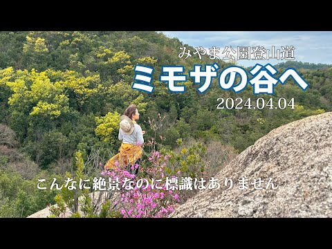 【岡山みやま公園・ミモザの谷】ミモザを求めて登山道を歩いてきました