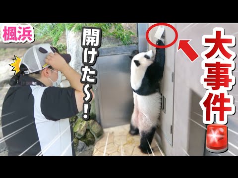 【パンダアイドル楓浜】ついに小窓を開けた！進化続ける二足立ち🐼