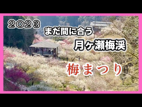 【月ヶ瀬梅渓】🌸満開の梅の中を歩いてみた。