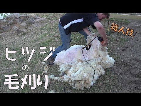 【クセになる】ベテラン毛刈り職人がただただヒツジの毛を刈ります【イベントの告知あり】/SHEEP SHEARING