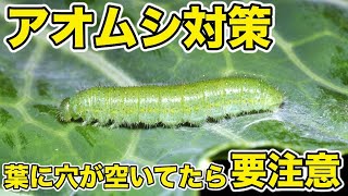 【アオムシ対策】いつも葉がかじられてませんか？早期発見で生育が変わる？虫にお困りの方は必見です