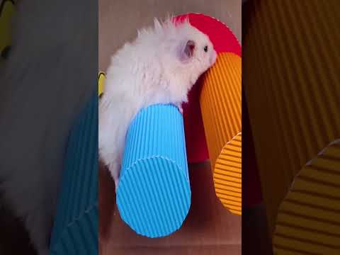 Hamster escapes the maze Part 8 #shorts