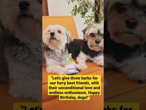 Dogs are celebrating their birthday/ Dog short videos #shorts #dog #birthday