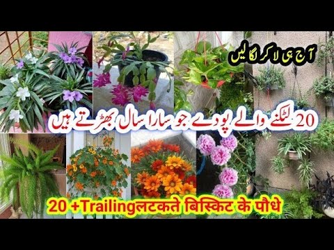 Best Hanging Basket Plants/Permanent Trailing plants/Easy To Grow Basket Plants/لٹکنے والے پودے