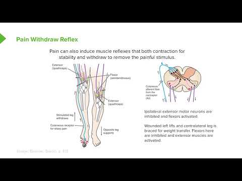 Renshaw Cells and Muscle Reflexes