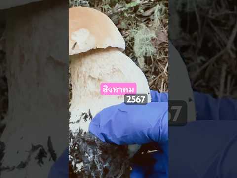 เห็ดผึ้งหวาน สวีเดน #mushrooms 2024 Ciuperci 2024 România#funghi #porcini #boletus #edulis #asmr