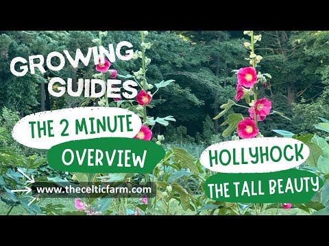 "🌸 How to Grow Stunning Hollyhocks: Colors, Care & Tips 🌿 | 2 Minute Guide"