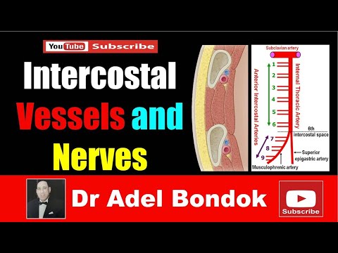 Intercostal Arteries, Veins and Nerves, Dr Adel Bondok