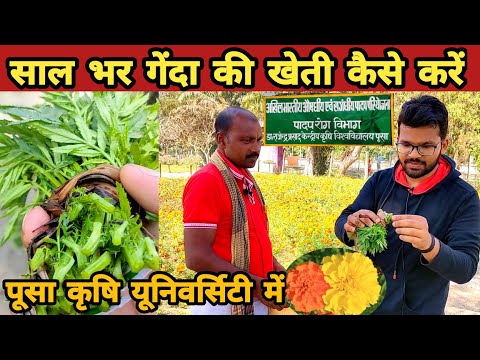 Genda ki kheti | गेंदा फूल की खेती कैसे करे | marigold farming | Genda ki kheti kaise karen