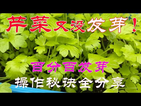 【渔耕笔记】种芹菜 | 芹菜育苗 揭示不发芽难发芽的根本原因 手把手细节诀窍全呈现