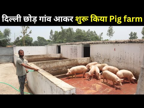 दिल्ली की जॉब  छोड़ गांव में  शुरू किया Pig Farm  /  अब है कमाई लाखो में  @@@IFT