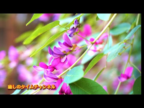 紅白の花が満開・萩宮・梨木神社