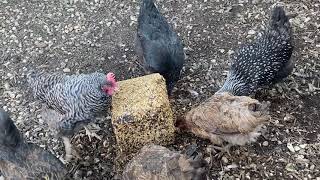 Review: Purina Flock Block for Backyard Chickens