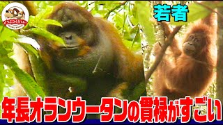 【群れない類人猿】オランウータンの可愛い赤ちゃん！母は木の上に即席ベッドを作り雨除けにもひと工夫～年長のオスは顔面が巨大で吠え声もデカい【どうぶつ奇想天外／WAKUWAKU】