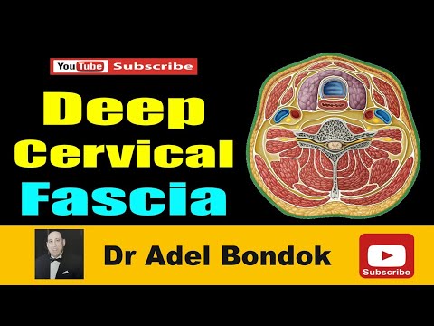 Deep Cervical Fascia, Anatomy of the Investing, Pretracheal and Prevertebral Fascia, Dr Adel Bondok