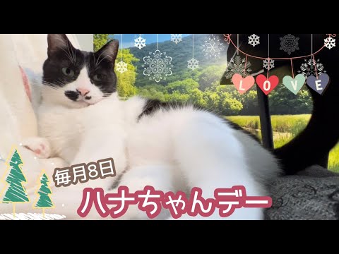 【こんにちは！ハナちゃんです】毎月８日はハナちゃんデーＮｏ.７