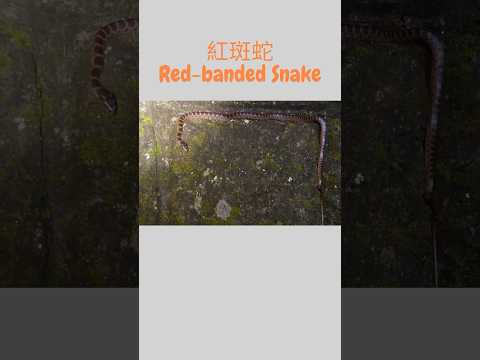 貪食蛇?!😆 (紅斑蛇攀牆) | Red-banded Snake moving on the wall! #herping #snake #wildlife