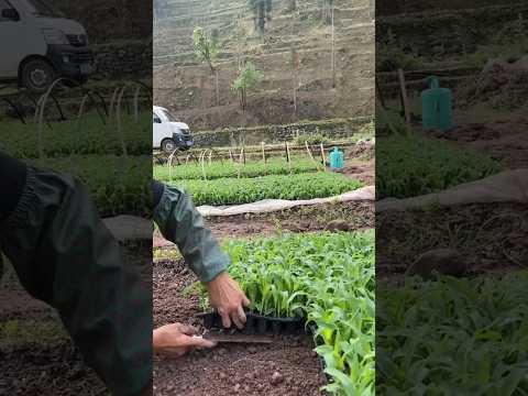 Sweet Corn Farming #farming #agriculture #corn