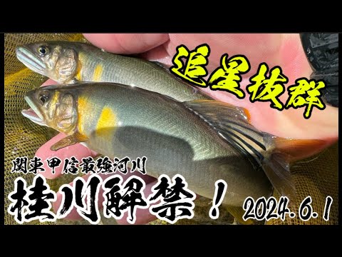 桂川で追星抜群の鮎を釣る！解禁釣行！【2024.6.1】