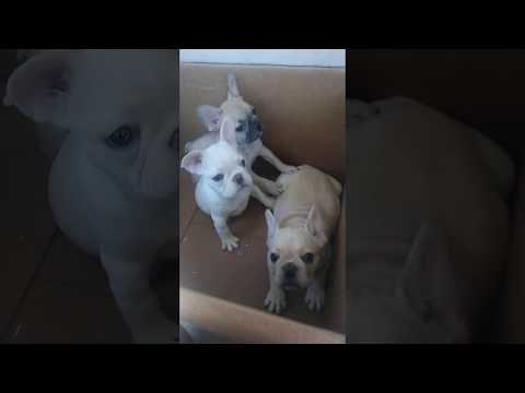 3 Boys Available 10/2