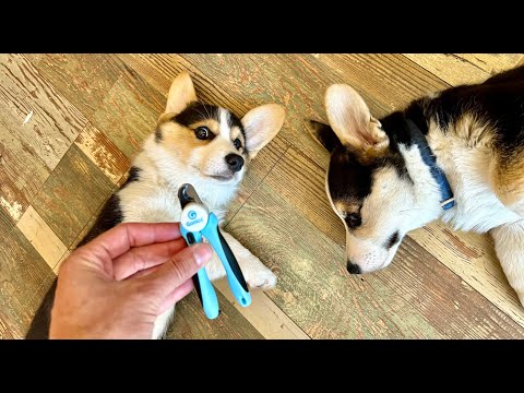 ★★★★★ Corgi Puppy Nail Clipper Test - Do they accept? - Gonicc Dog Nail Clippers