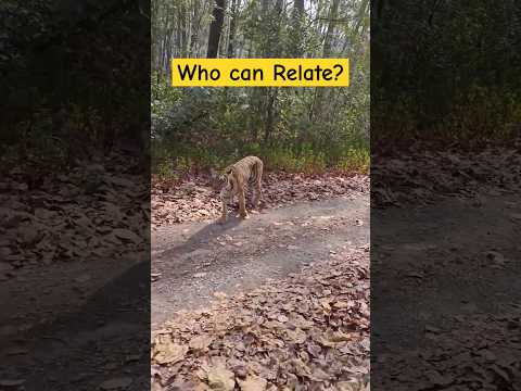 Only a wildlife lover will relate to this 🐯 #shorts #wildlife #tiger