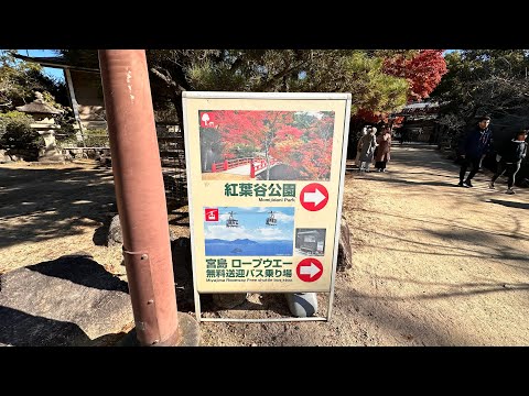 廣島宮島上的紅葉谷公園/Momijidani Park @ Miyajima, Hiroshima. Visited on 11-21-2023