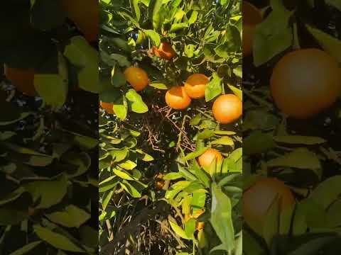 🇦🇺 Orange 🍊 Farms in Griffith NSW #orange #countryside #sydney #sydneyaustralia #australia