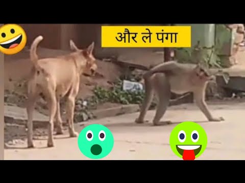 funny monkey and dog fun moment 😜😜