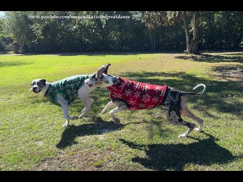 Christmas Sweater Wearing Great Danes Would Rather Play Than Pose