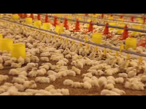 broiler chicken ground farming