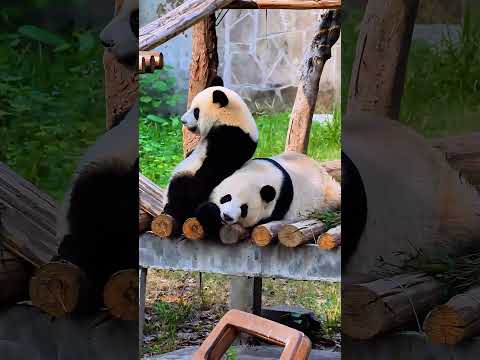 Panda. Xiaowu treated his mother as a human sofa. 五ちゃんはお母さんを人肉のソファーと見なした。小五把妈妈当人肉沙发了。😂😂