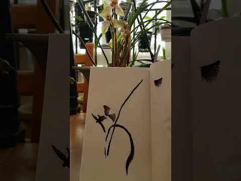 Sumi sketches of live cymbidium orchid flowers with Henry Li