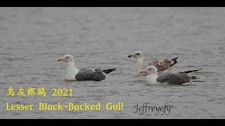 烏灰銀鷗 2021 Lesser Black-Backed Gull