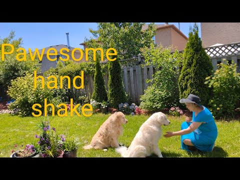 How dogs perform "paw" and "wait" commands