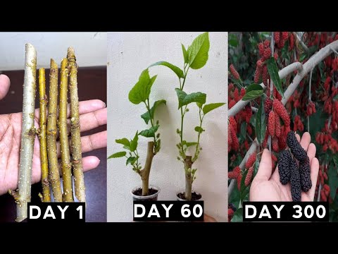 How to grow mulberry trees from cuttings|Growing Mulberry plant from cuttings