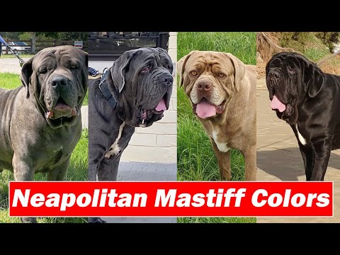 Types of Neapolitan Mastiff Color Varieties  | Mastiff colors 2022 | Neapolitan Mastiff Dog colors