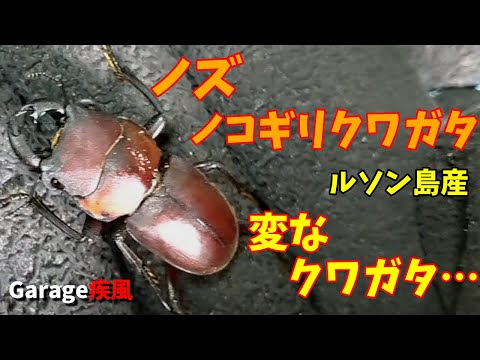 ノズノコギリクワガタ羽化　脚が長くて変なクワガタ　#クワガタ #カブトムシ