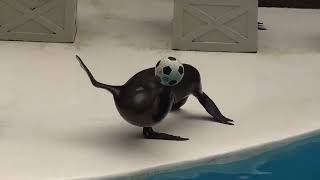 sea lion 10 circus show 海獅 頂球單手轉體 fur seal 馬戲表演