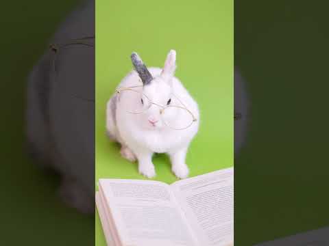 Rabbit reading book / rabbit short videos #shorts #rabbit