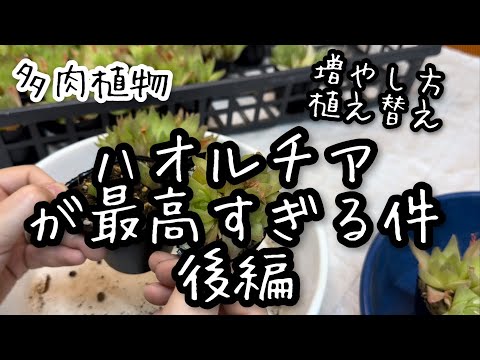 【多肉植物】2024ハオルチアのすすめ　後編