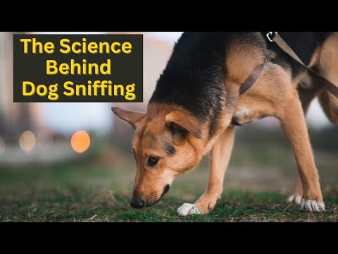 Why Dogs Sniff in a Bizarre Yet Fascinating Manner: Understanding The Real Reason