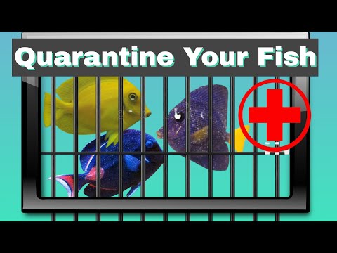 The Rescue (Quarantine Your Fish) How To Catch Your Saltwater Aquarium Fish (With A Fish Trap)